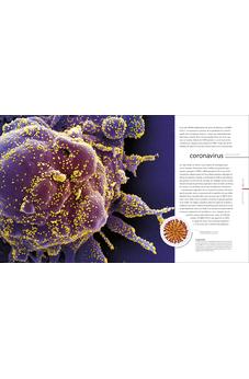 Image of Vida Microscópica