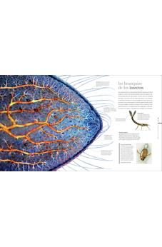 Image of Vida Microscópica